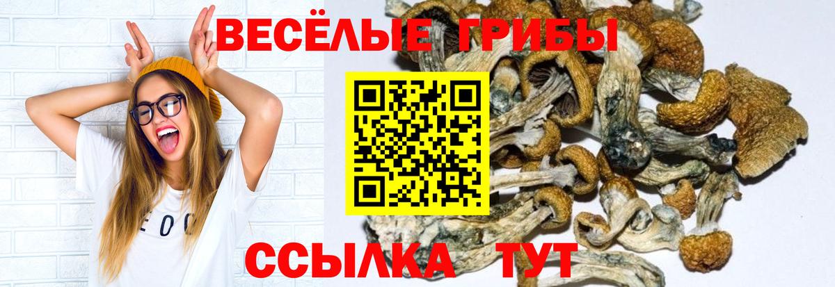 Псилоцибиновые грибы Psilocybe Владикавказ